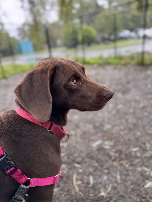 BENTLEY AVAILABLE 10/2 - Labrador Retriever available for adoption