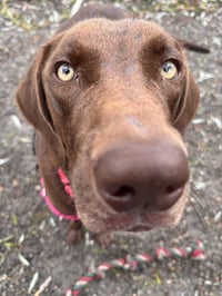 Bentley available 10/2 - Photo 1