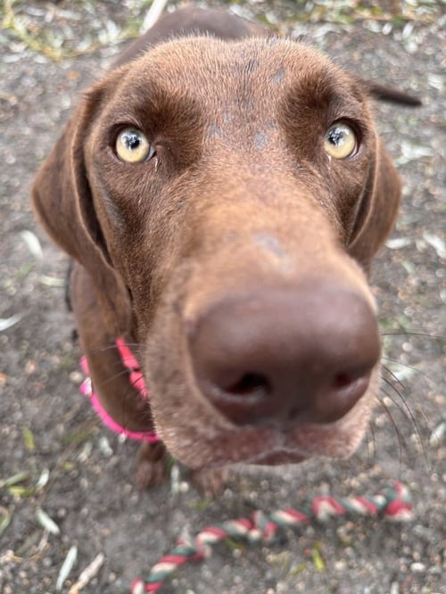 BENTLEY AVAILABLE 10/2 - Labrador Retriever available for adoption