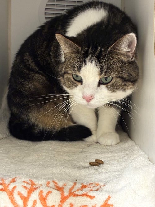 SHELLY WINTERS - AVAILABLE 8/26 - Domestic Short Hair available for adoption