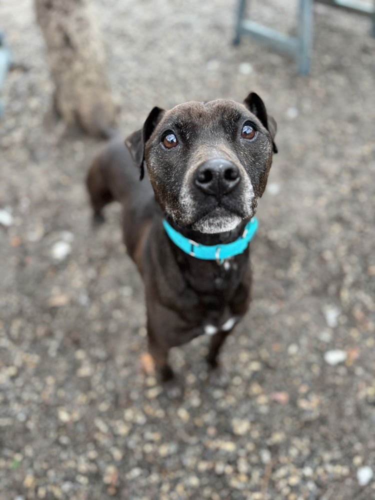 JAX - Terrier available for adoption
