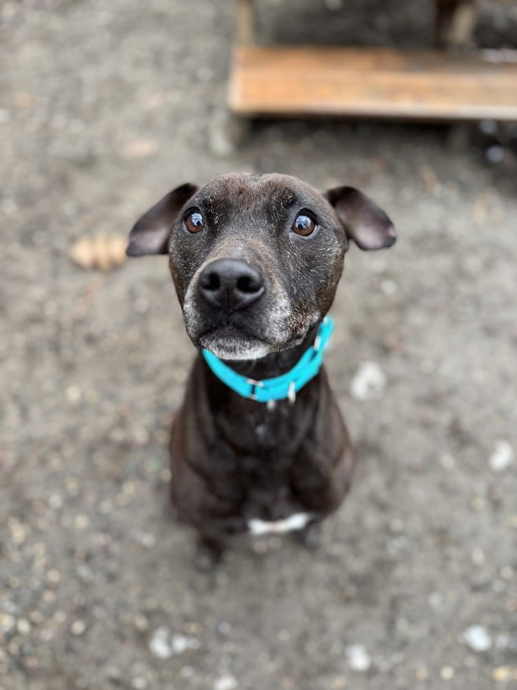 JAX - Terrier available for adoption