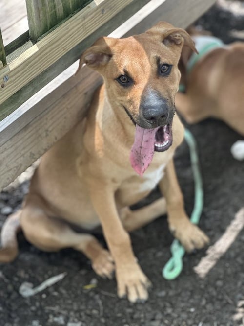 LIONEL - Unknown available for adoption