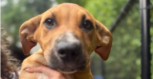 LIONEL - Unknown available for adoption