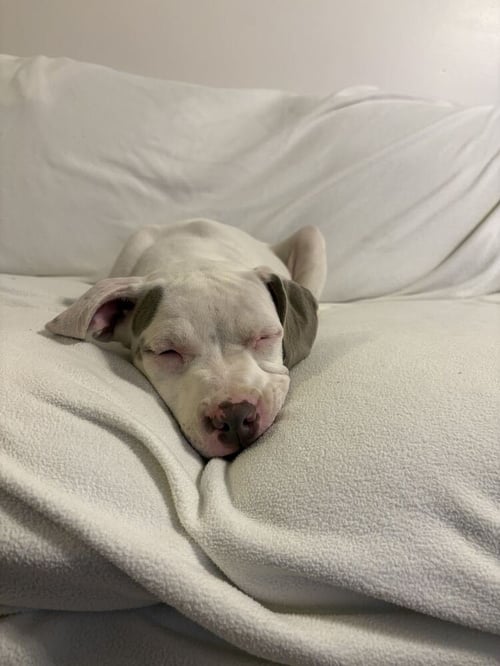 PEARL AVAILABLE 10/30 - American Bulldog available for adoption