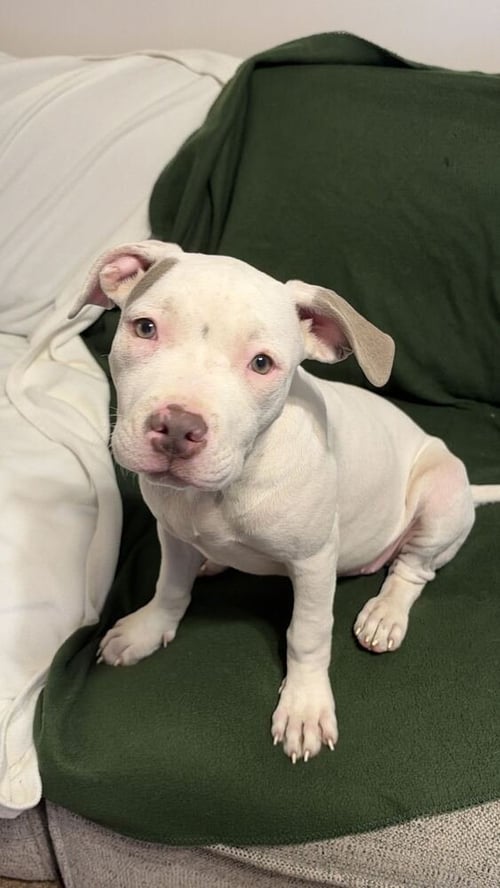 PEARL AVAILABLE 10/30 - American Bulldog available for adoption