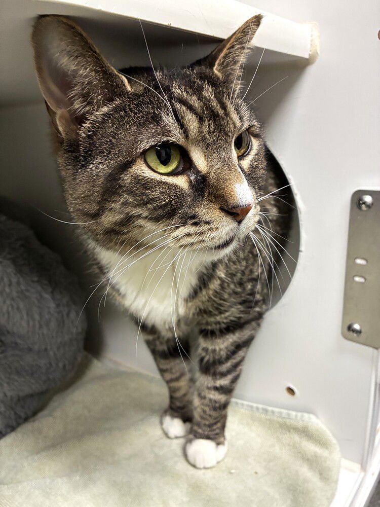 OTIS - AVAILABLE 2/9 - Domestic Short Hair available for adoption