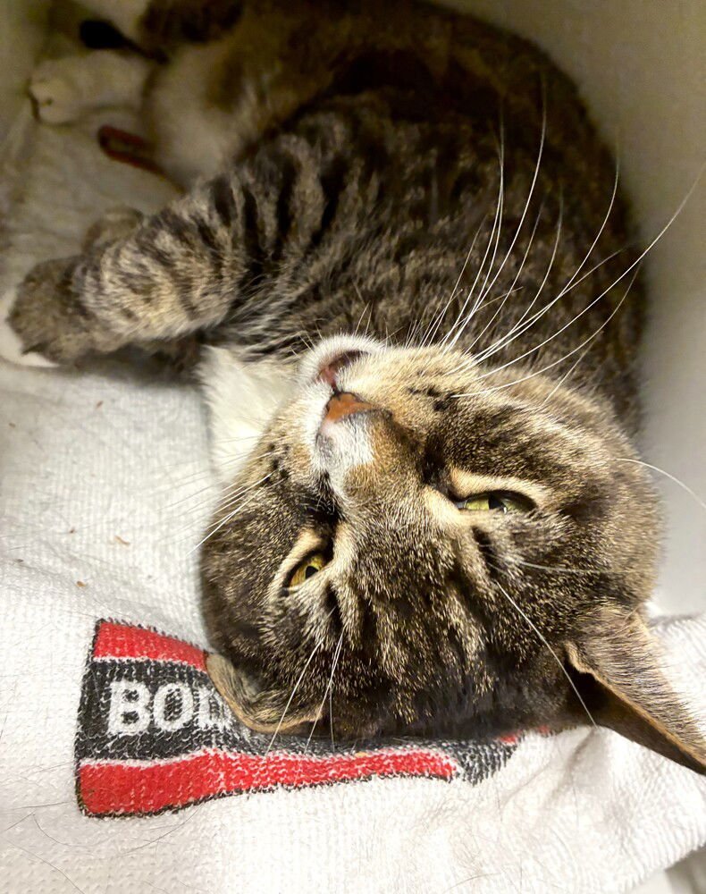 OTIS - AVAILABLE 2/9 - Domestic Short Hair available for adoption