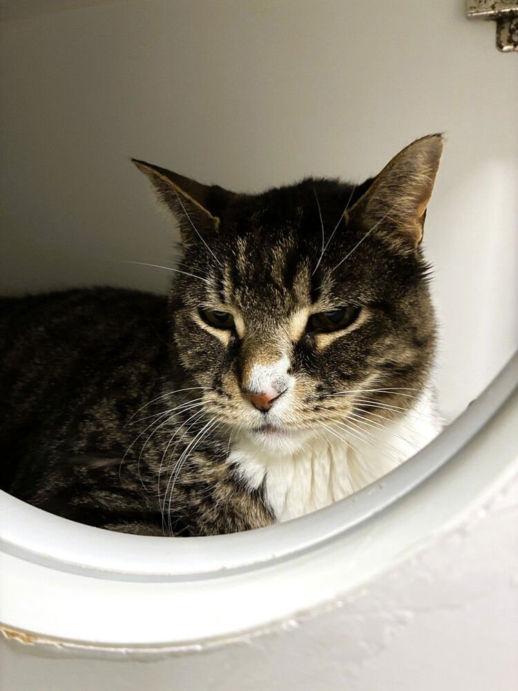 Otis - available 2/9 - Photo 3