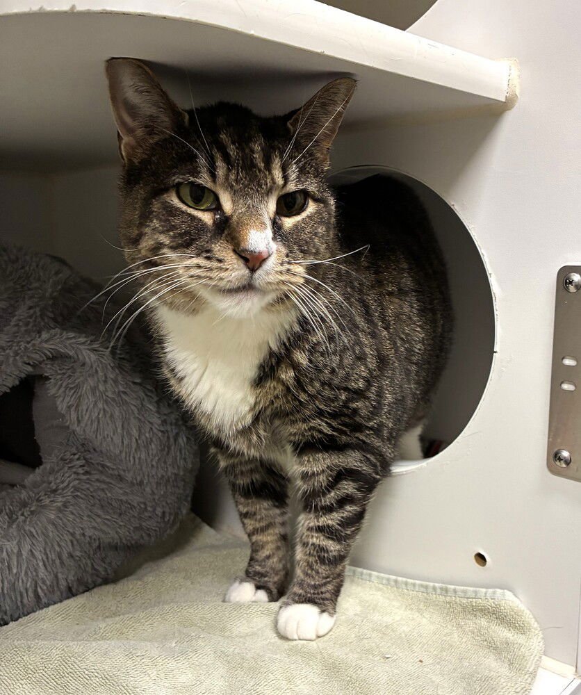 Otis - available 2/9 - Photo 4