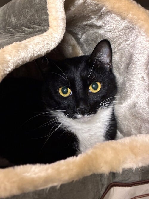 OREO - Domestic Short Hair available for adoption