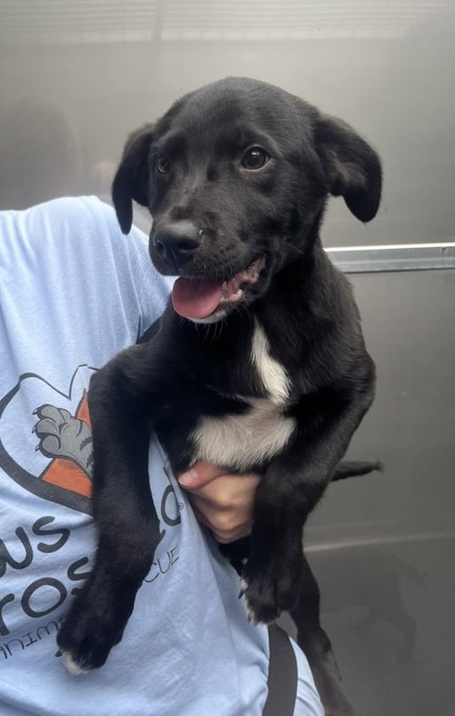 CAVATELLI AVAILABLE 8/21 - Collie available for adoption