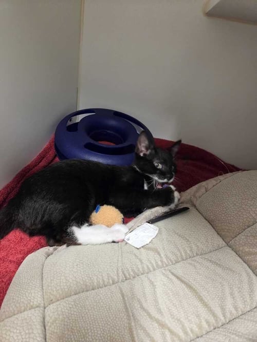 GANDALF - Domestic Short Hair available for adoption