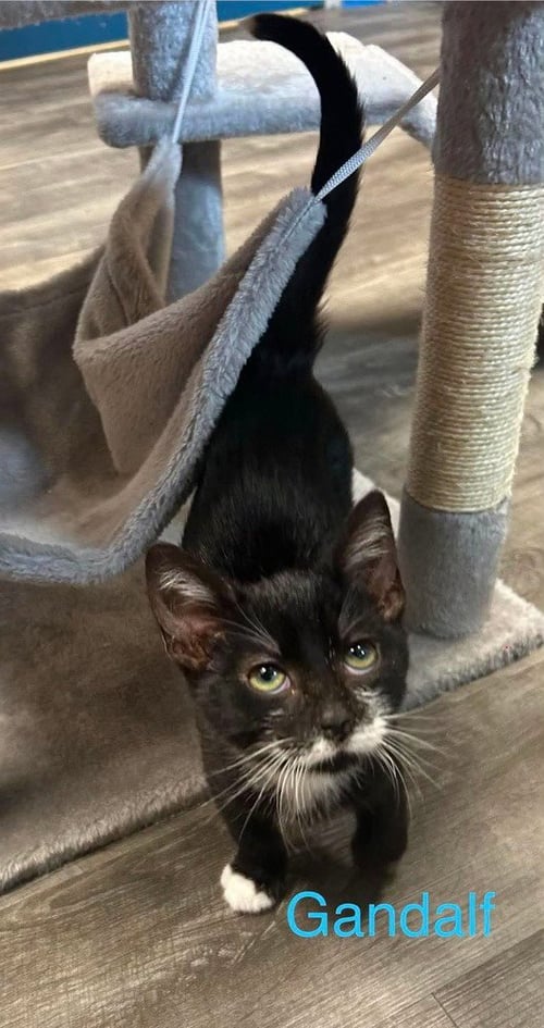 GANDALF - Domestic Short Hair available for adoption