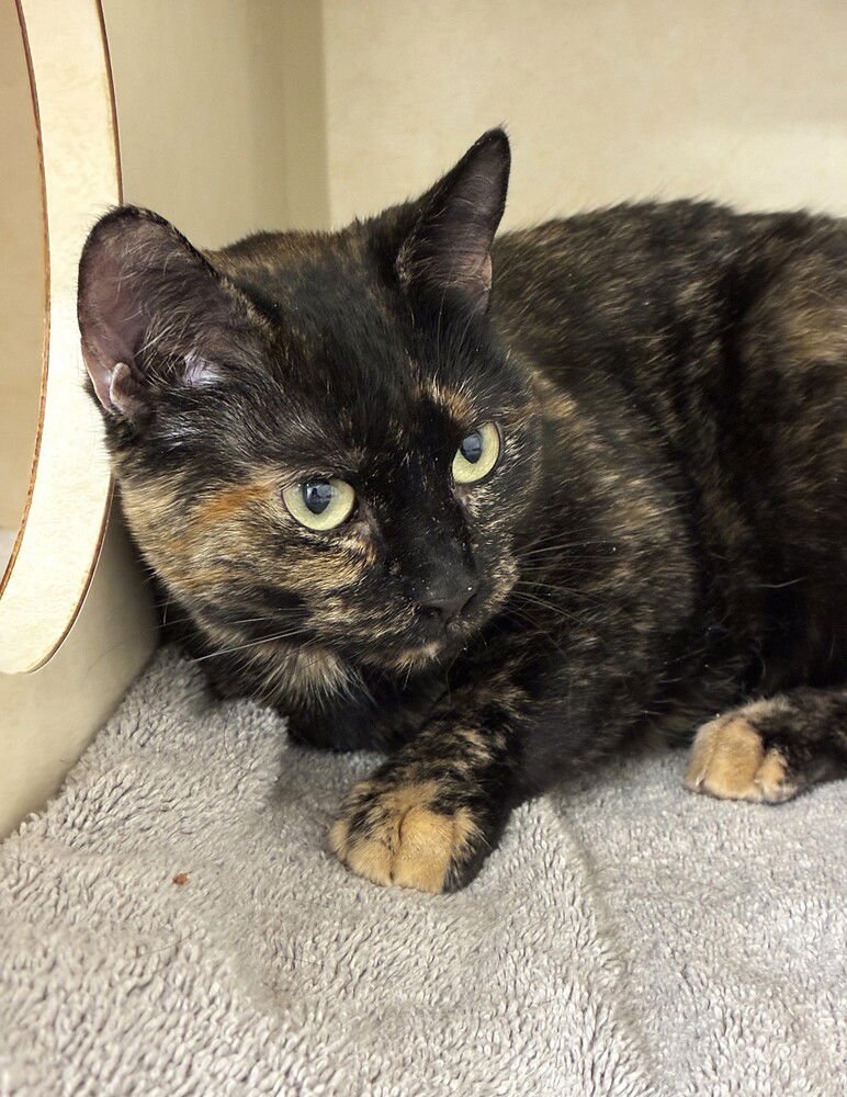 MARLEY - Domestic Short Hair available for adoption