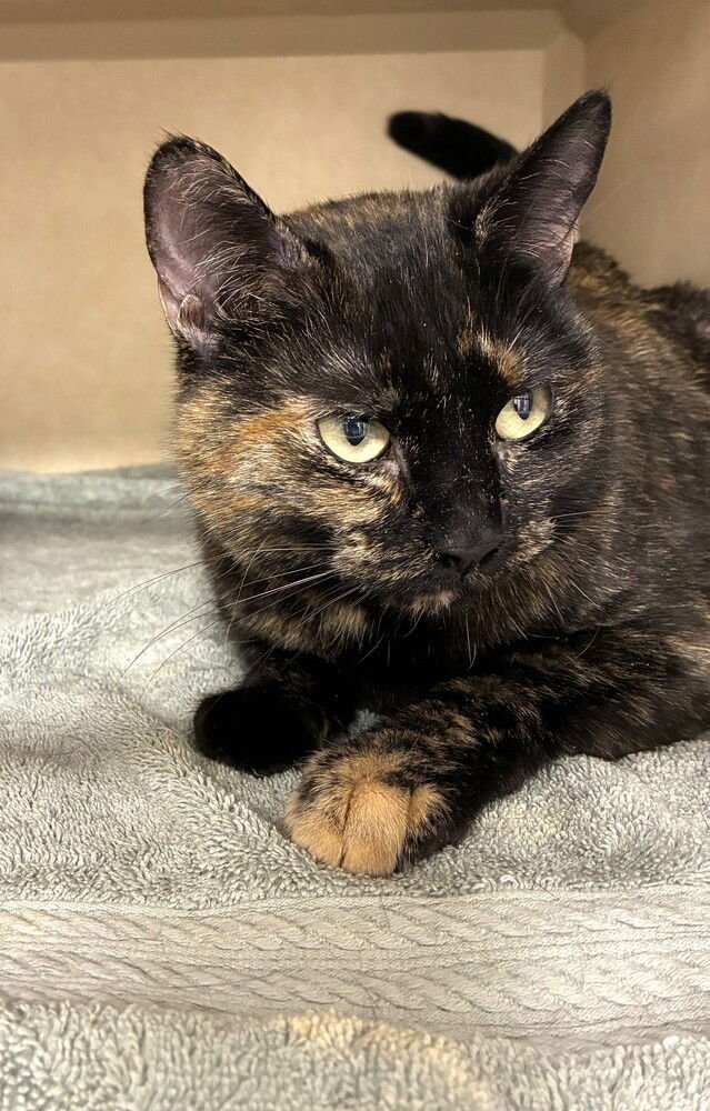 MARLEY - Domestic Short Hair available for adoption