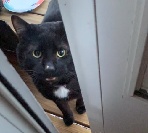 REBEL - Domestic Short Hair available for adoption