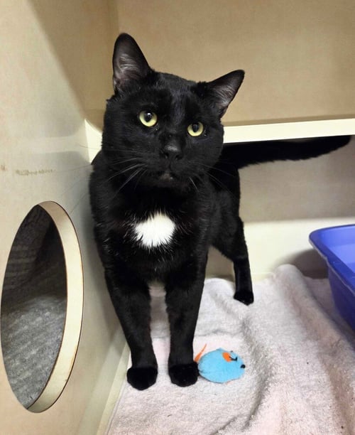 REBEL - Domestic Short Hair available for adoption