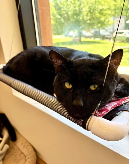 REBEL - Domestic Short Hair available for adoption
