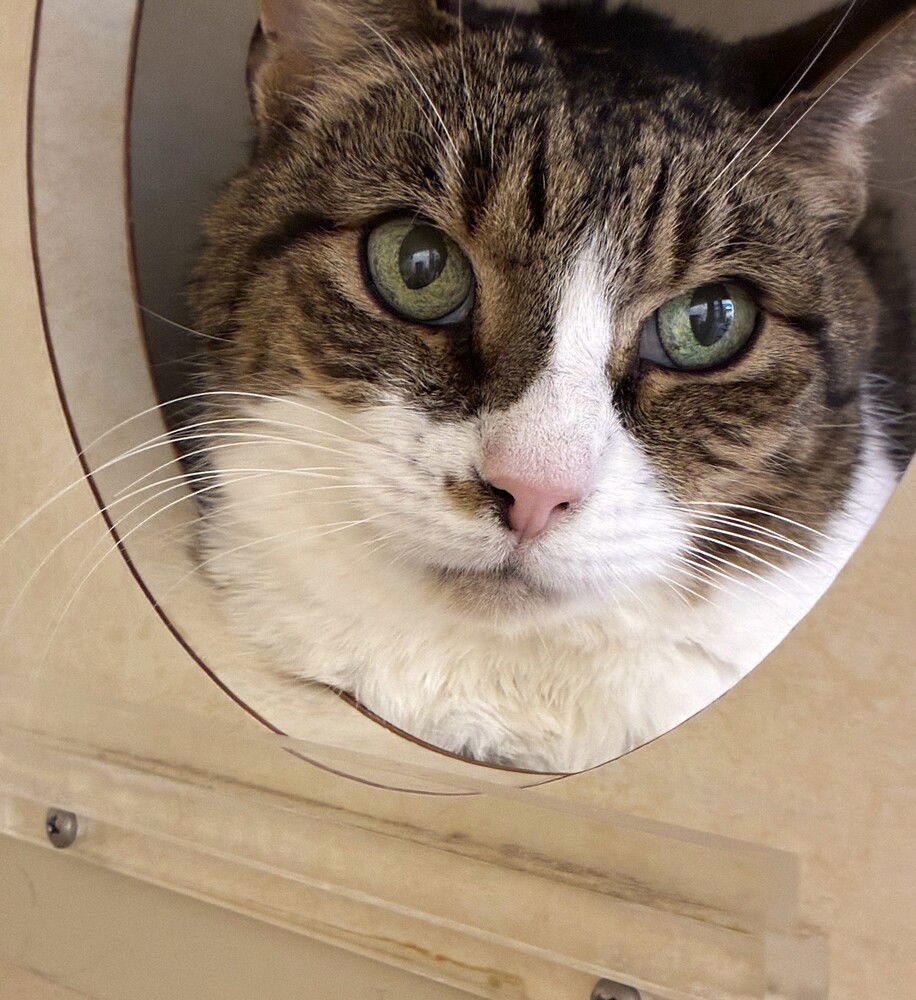 SHORTY - AVAILABLE 2/11 - Domestic Short Hair available for adoption