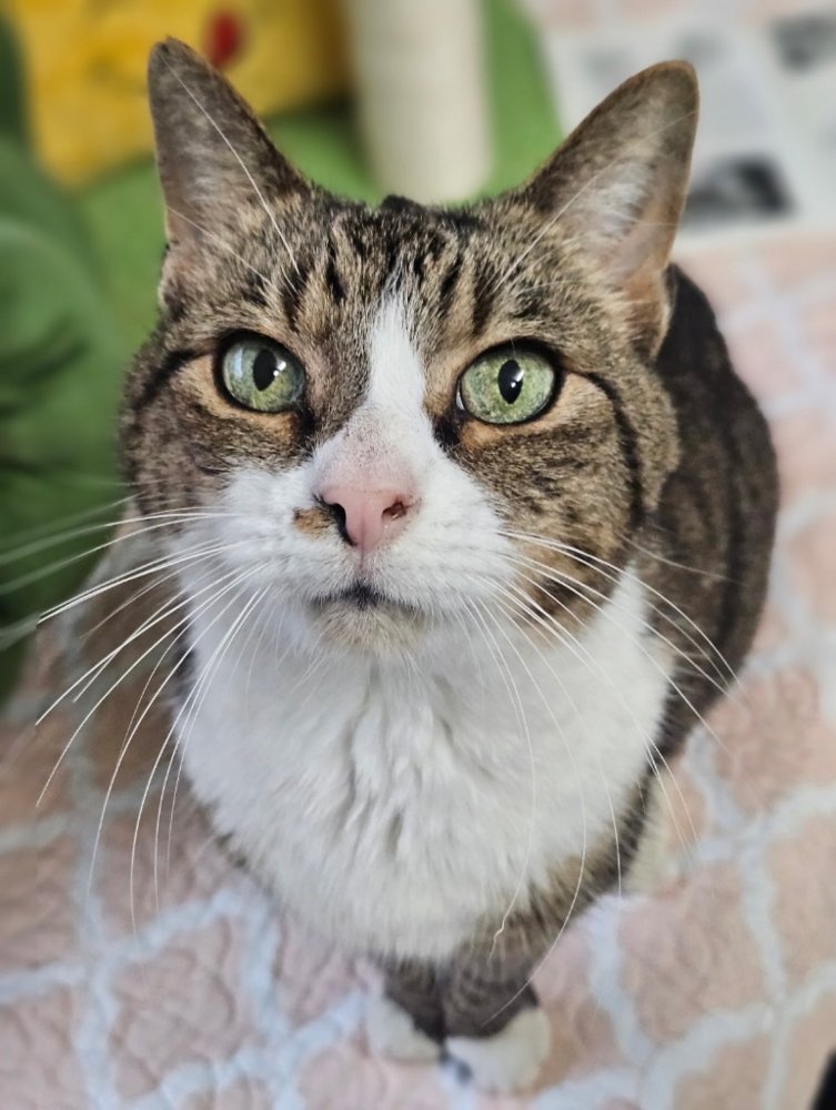 SHORTY - AVAILABLE 2/11 - Domestic Short Hair available for adoption