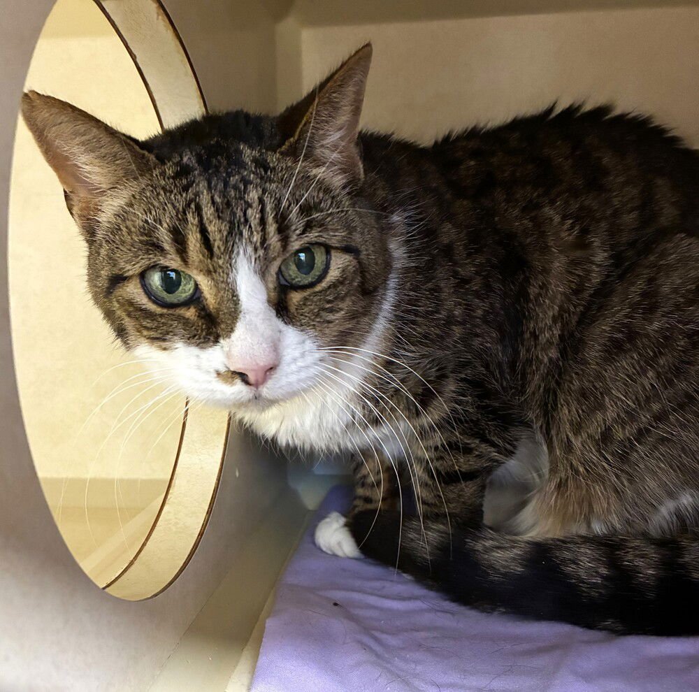 Shorty - available 2/11 - Photo 3