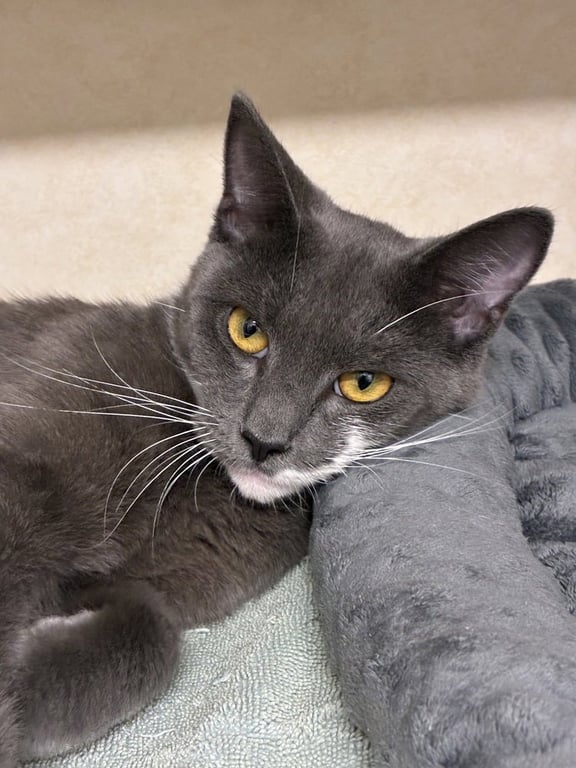 Francesca - available 9/28 Image