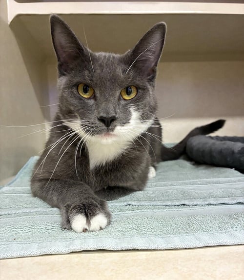 FRANCESCA - AVAILABLE 9/28 - Domestic Short Hair available for adoption