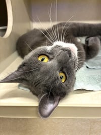 Francesca - available 9/28 - Photo 3