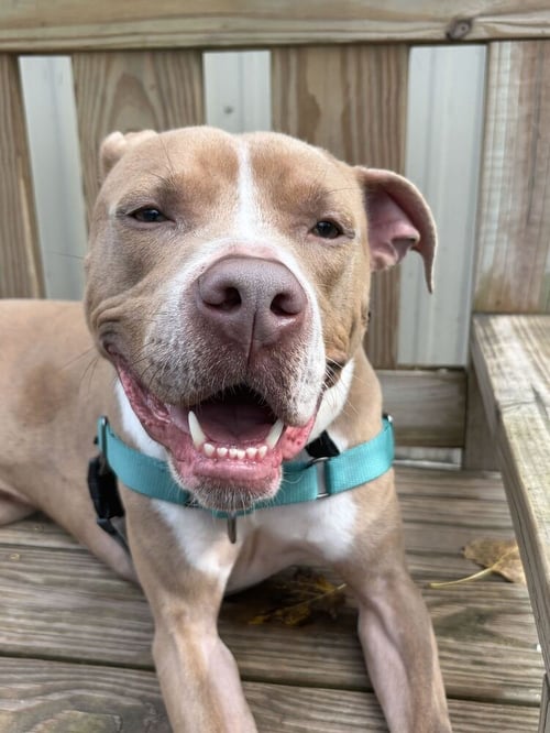 BRIGHT - Unknown available for adoption