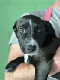 Sweater Weather- Foster to Adopt - Photo 1