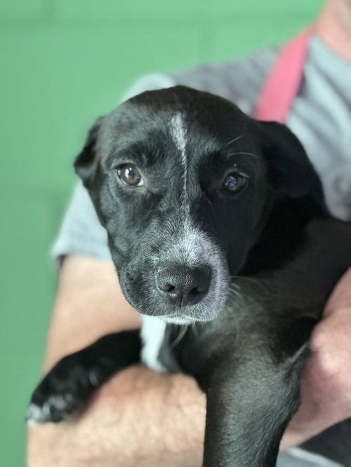 SWEATER WEATHER AVAILABLE 10/24 - Labrador Retriever / Beagle available for adoption