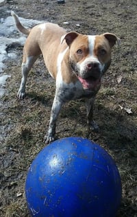 Chip - Photo 3