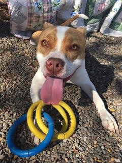 CHIP - Bulldog / Terrier available for adoption