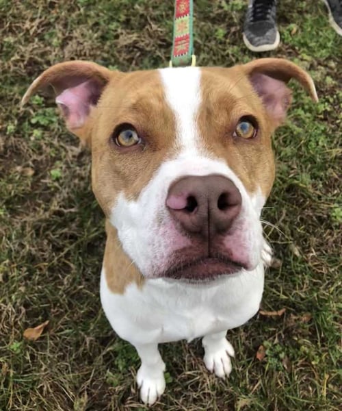 CHIP - Bulldog / Terrier available for adoption