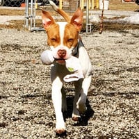 Chip - Photo 4