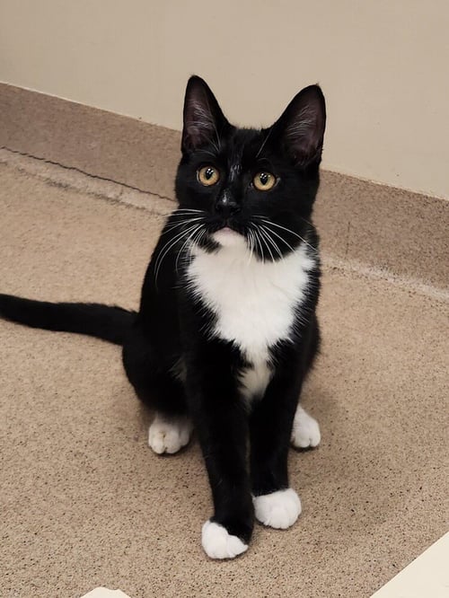 KORG - Domestic Short Hair available for adoption