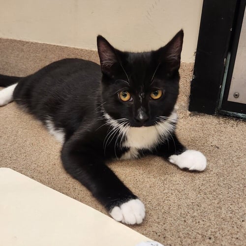 KORG - Domestic Short Hair available for adoption