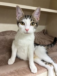 Stella - available 10/17 - Photo 3