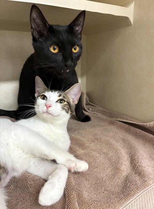 STELLA - AVAILABLE 10/17 - Domestic Short Hair available for adoption