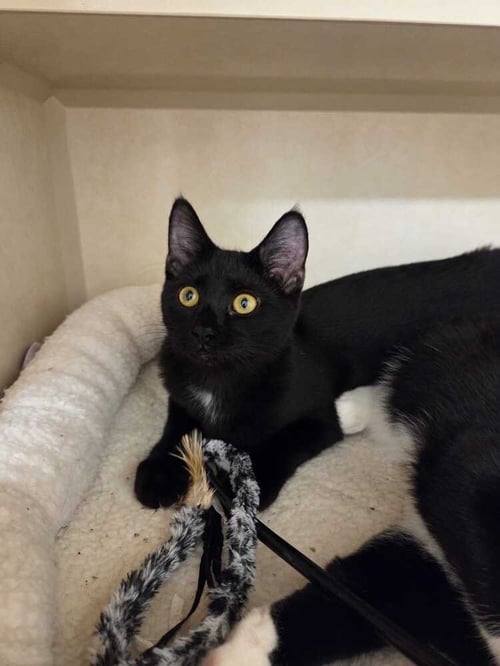 SUMMER - Domestic Short Hair available for adoption