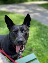Jack - Photo 4