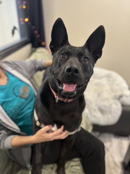 JACK - Shepherd available for adoption