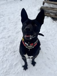 Jack - Photo 3