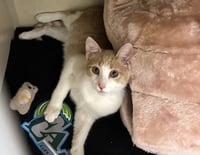 Scooter - available 10/17 - Photo 2