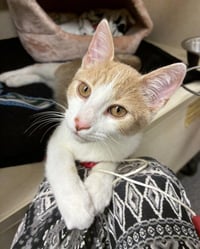 Scooter - available 10/17 - Photo 3