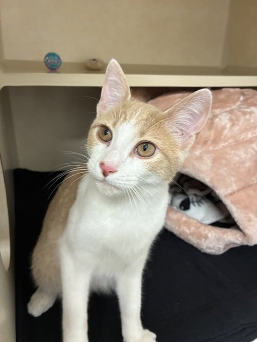 SCOOTER - AVAILABLE 10/17 - Domestic Short Hair available for adoption