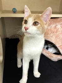 Scooter - available 10/17 - Photo 4