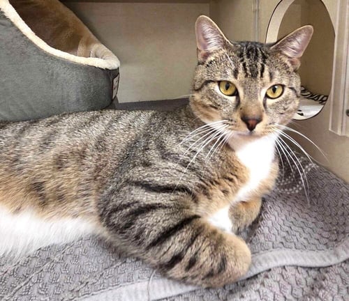 SAINT - Domestic Short Hair available for adoption