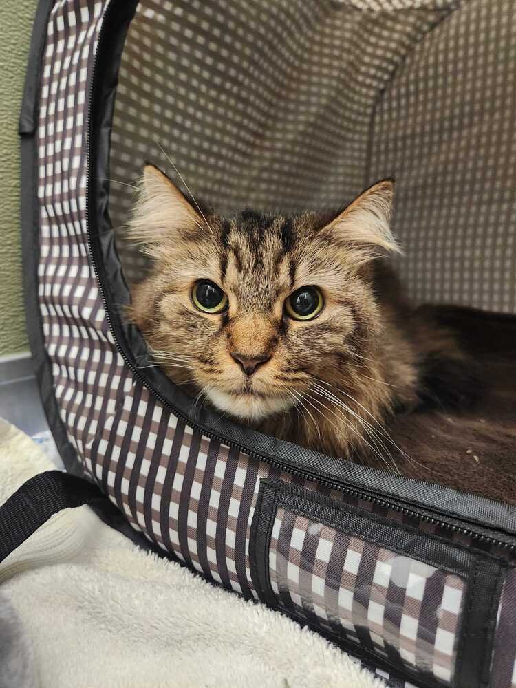 MERIDA - Domestic Short Hair available for adoption